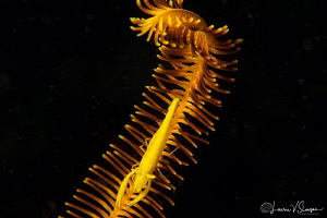 Slender Crinoid Shrimp/Photographed with a Canon 60 mm ma... by Laurie Slawson 